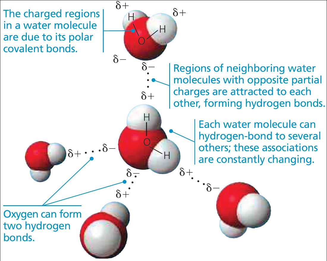 1.2 Structure of Water and H Bonding