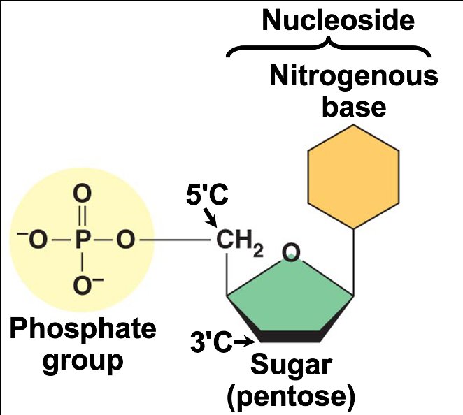 1.5 Nucleic Acids