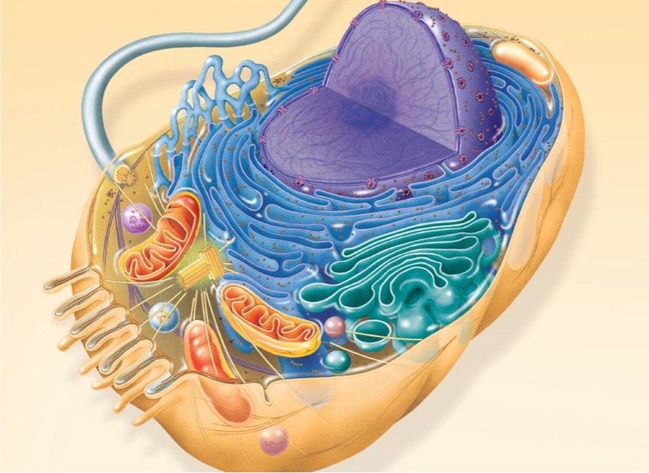 2.2 Subcellular Components of Eukaryotes