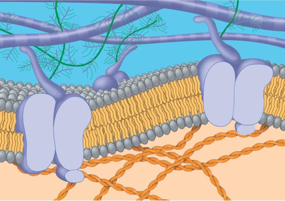 2.4 Cell Membranes