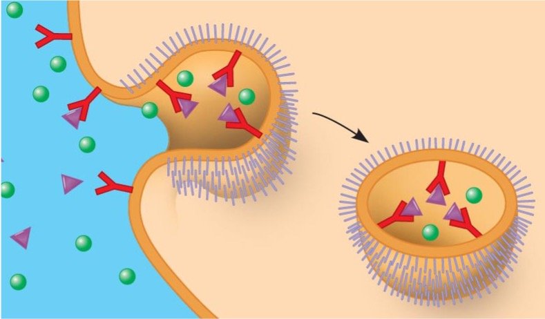 2.5 Membrane Transport