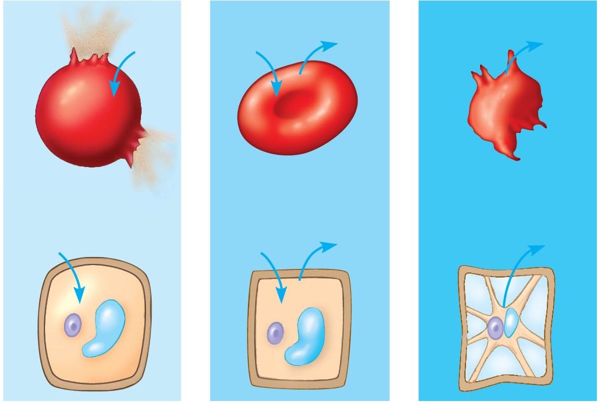 2.6 Water Movement: Osmosis, Tonicity, and Osmoregulation