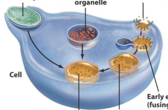 2.7 Origin of Compartmen-talization and the Eukaryotic Cell