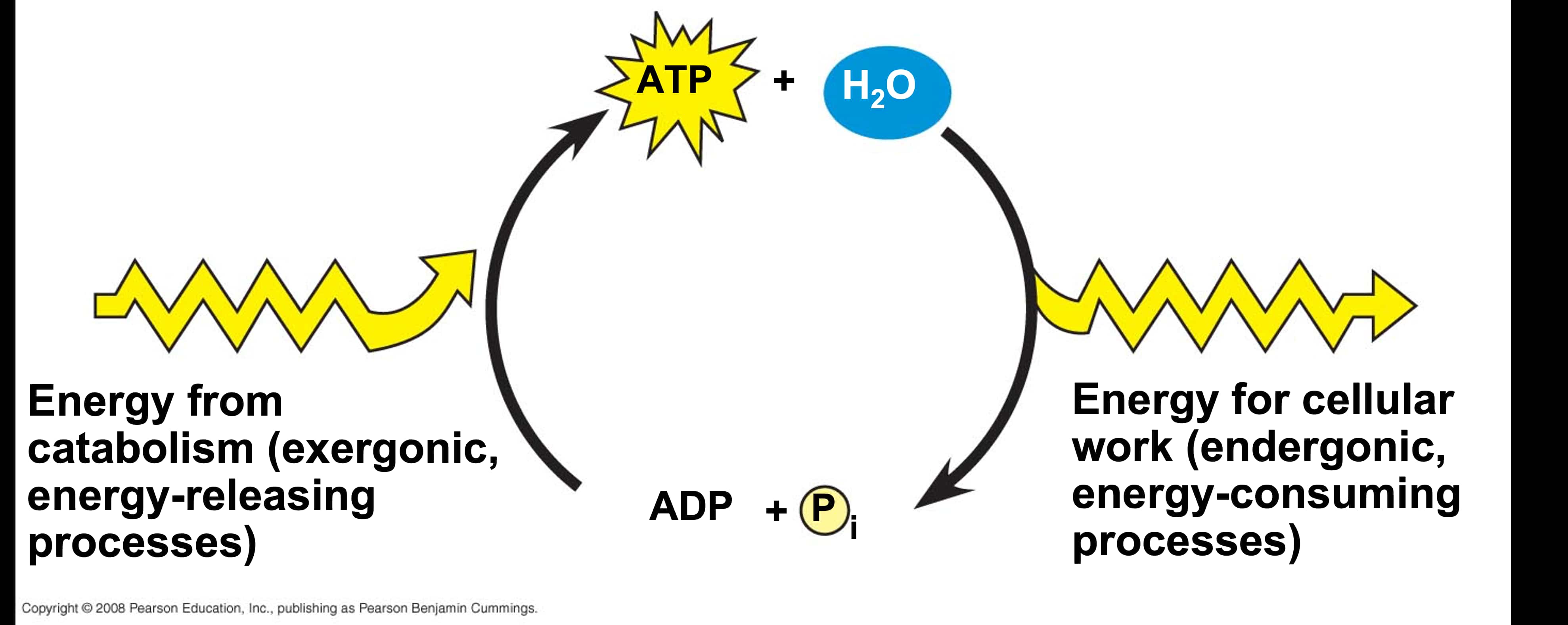 3.1 Cellular Energy