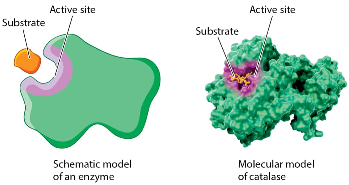 3.2 Enzymes