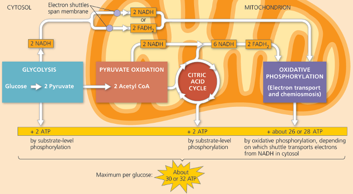 3.3 Cellular Respiration