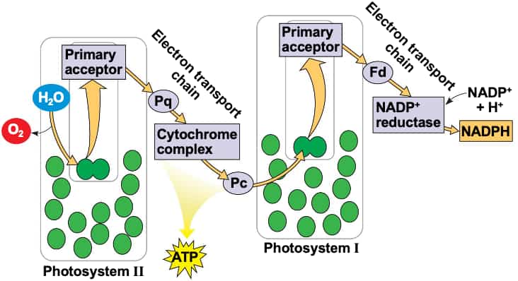 3.4 Photosynthesis