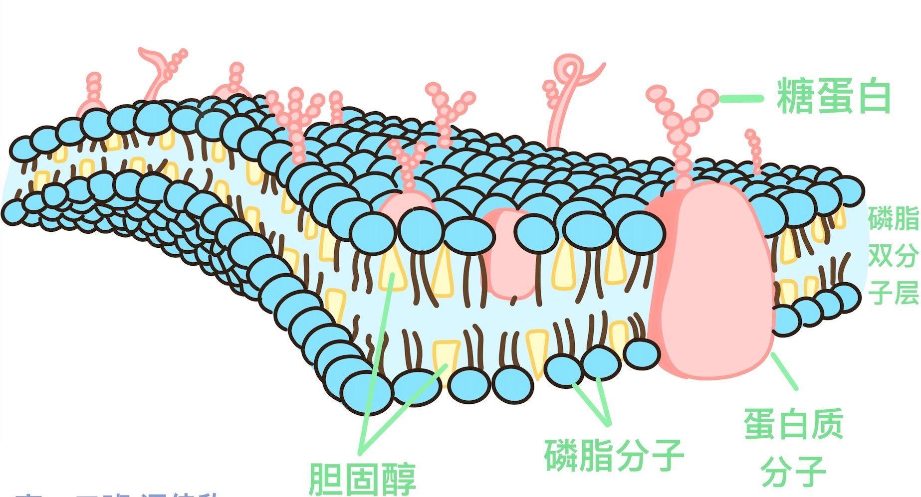 细胞膜的流动镶嵌模型