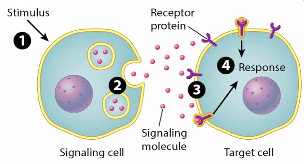 4.1 Cell Communication