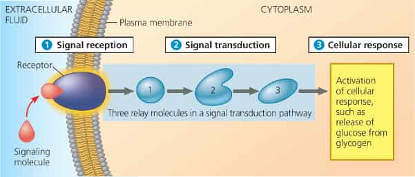 4.2 Signal Transduction