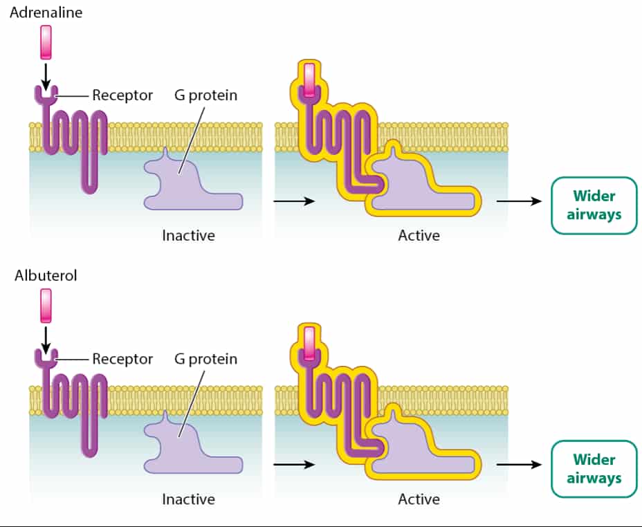 4.3 Changes in Signal Transduction Pathways