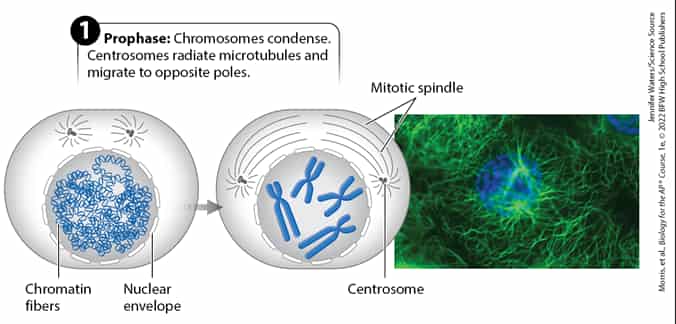 4.5 The Cell Cycle