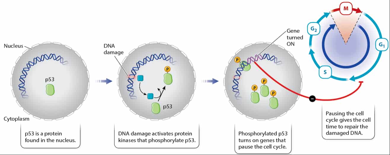 4.6 Regulation of the Cell Cycle