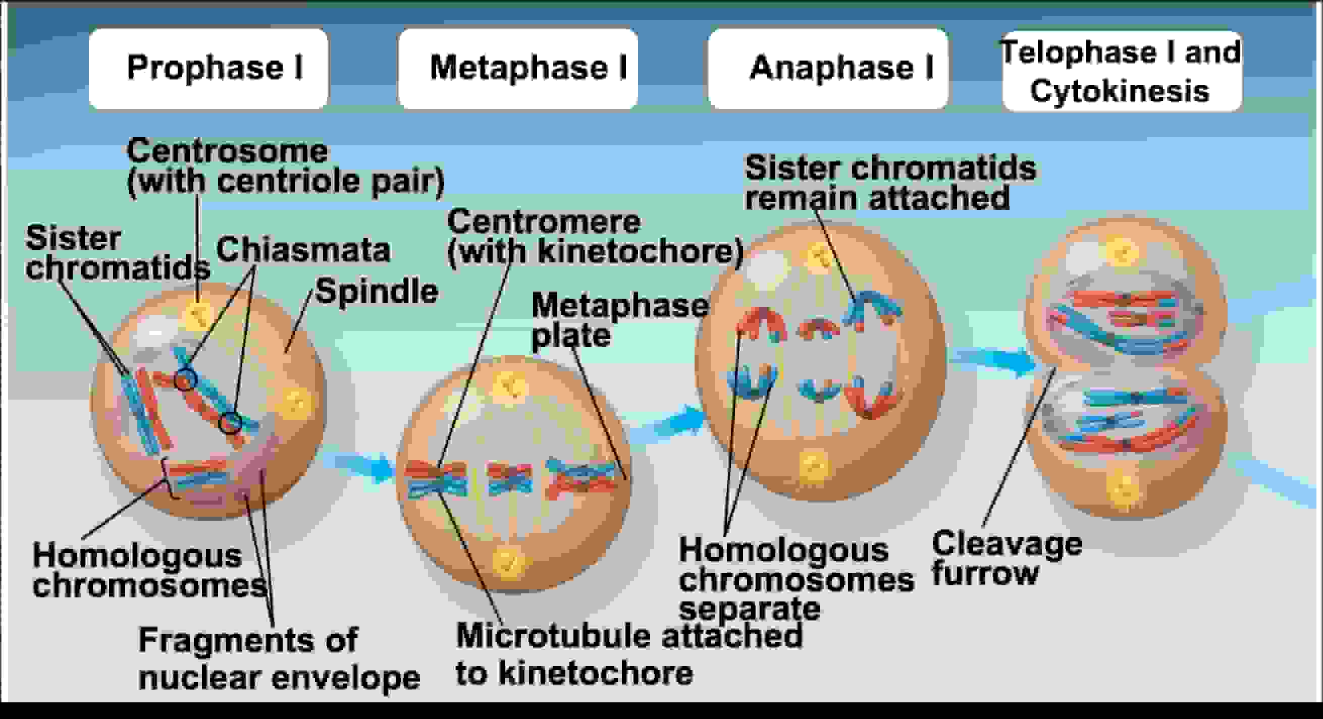 5.1-2 Meiosis and Genetic Diversity