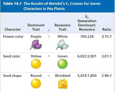 5.3 Mendelian Genetics