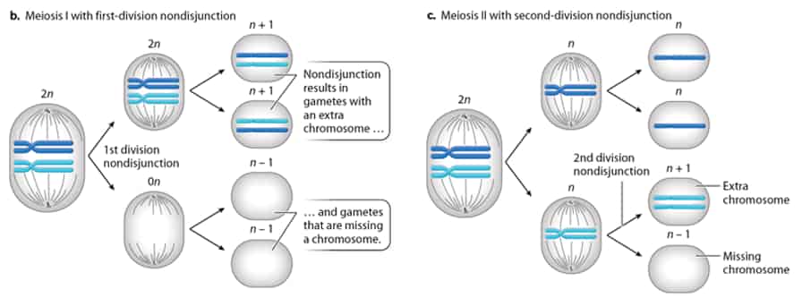 5.7 Chromosomal Inheritance