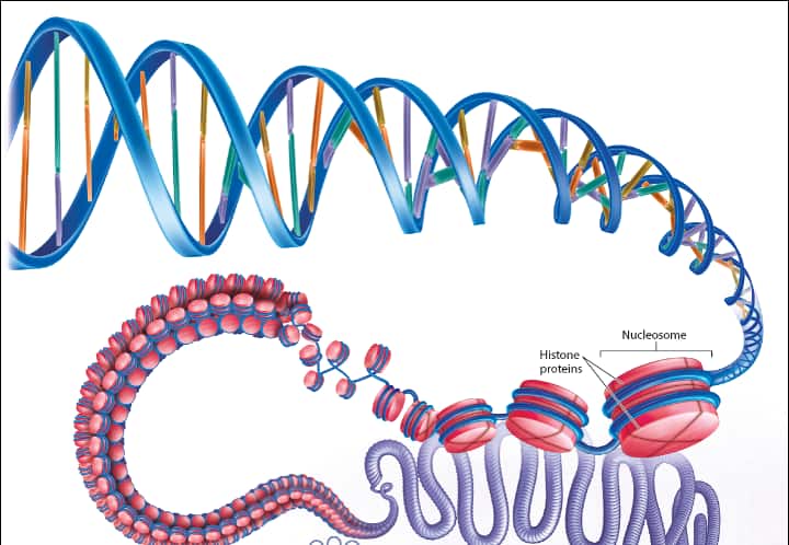 6.1 DNA Structure