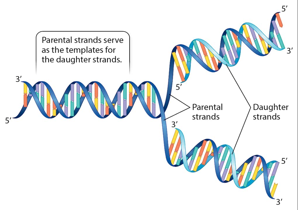 6.2 DNA Replication