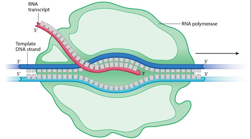 6.3 Transcription and RNA Processing