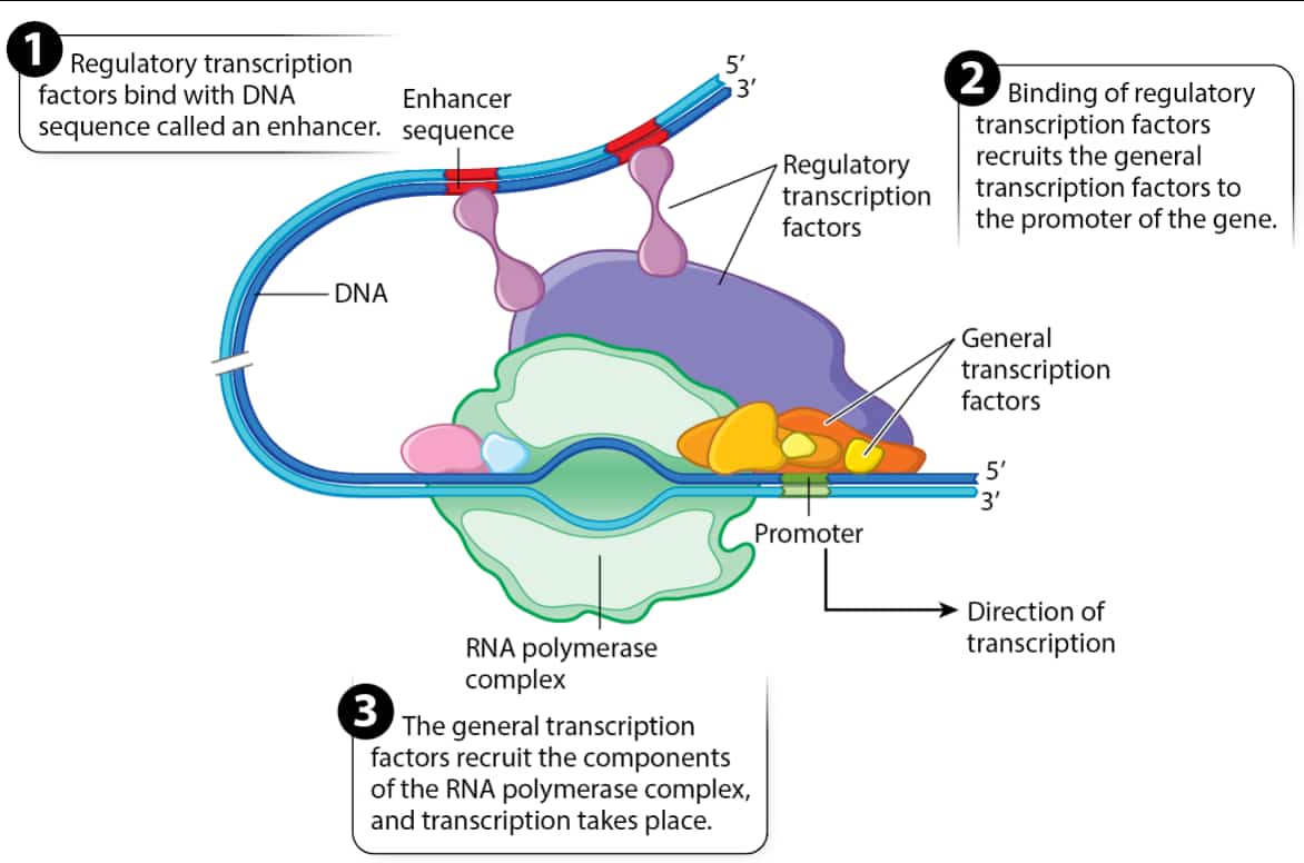 6.5 Regulation of Gene Expression