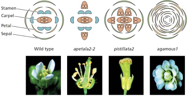 6.6 Cell Specialization and Development