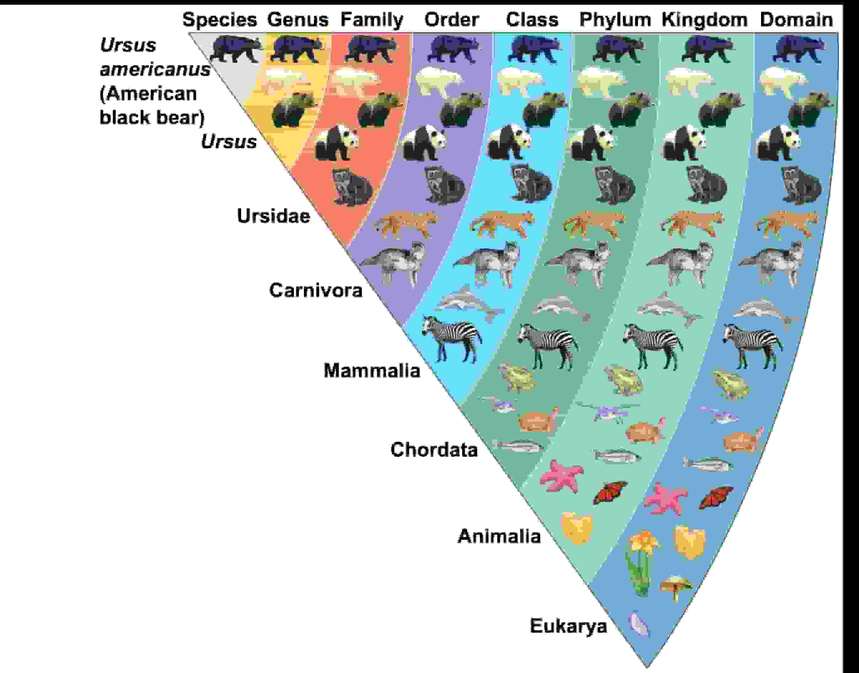 7.1 Introduction to Evolution and Natural Selection