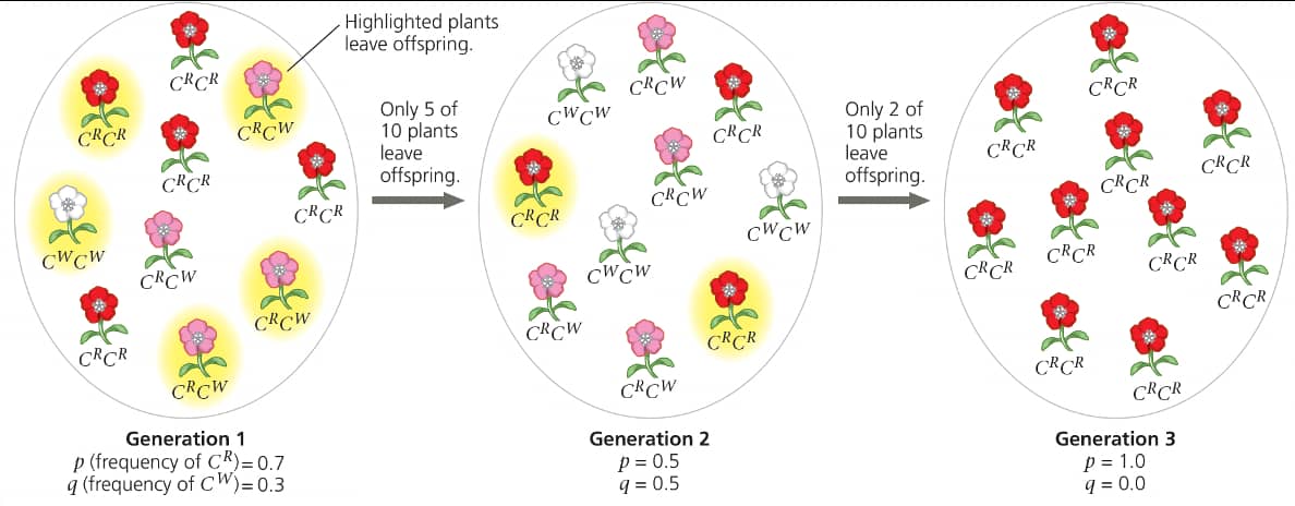 7.3 Population Genetics