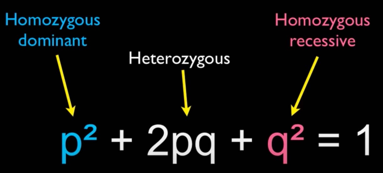 7.4 Hardy-Weinberg Equilibrium