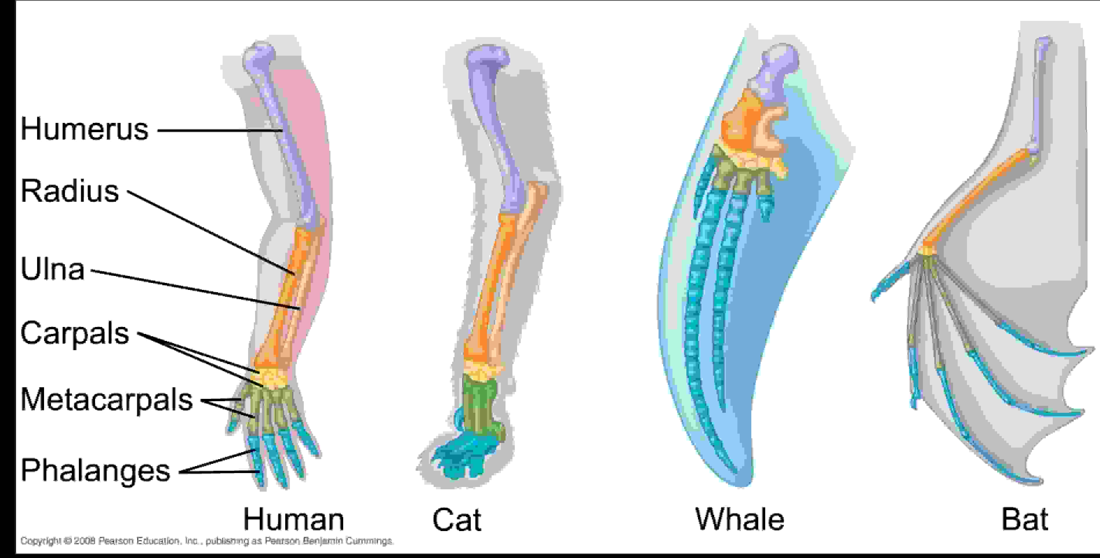 7.5 Evidence of Common Ancestry and Evolution