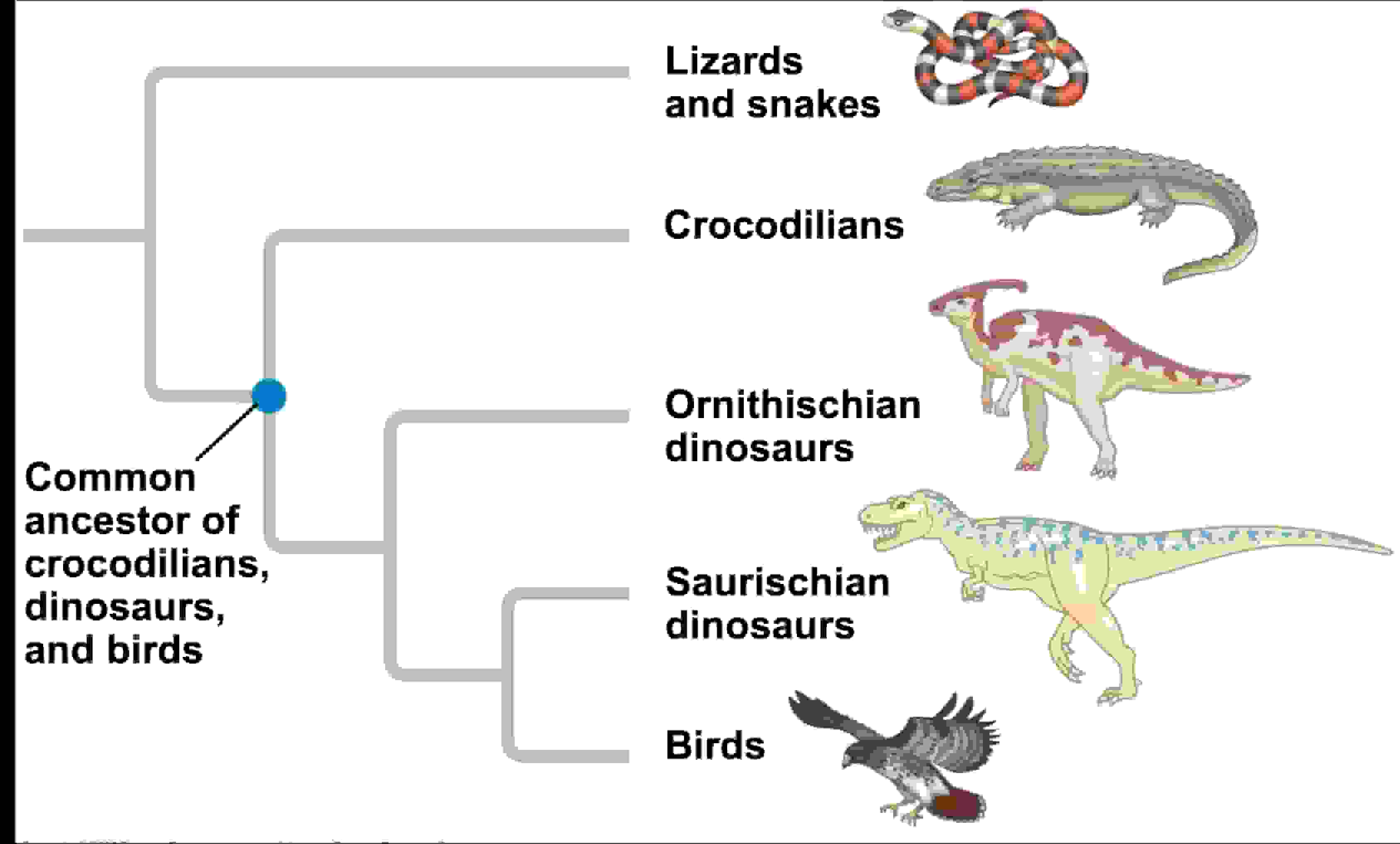 7.7 Phylogeny