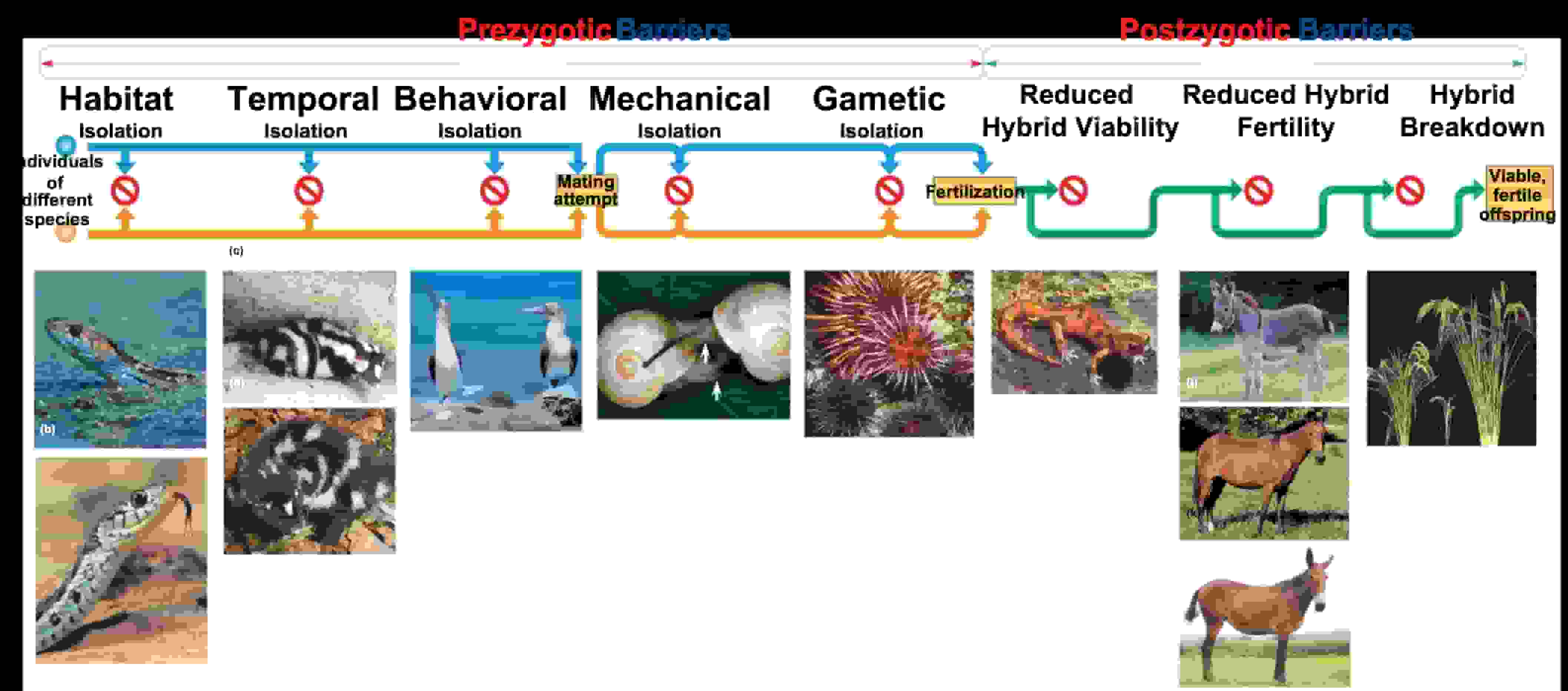 7.8 Speciation