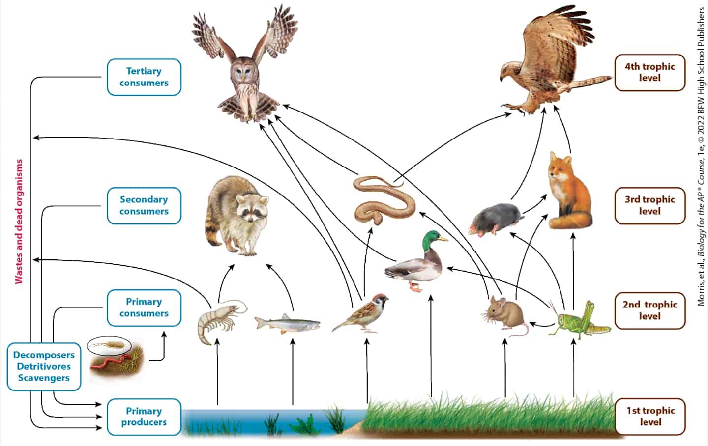 8.2 Energy Flow Through Ecosystems