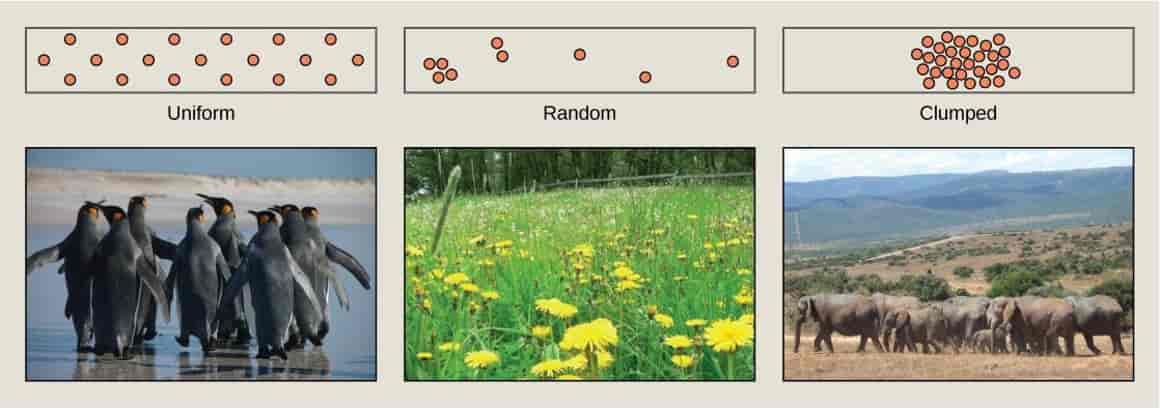 8.3 Population Ecology