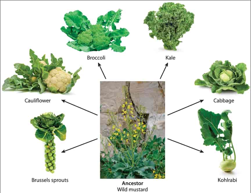 8.6 Biodiversity