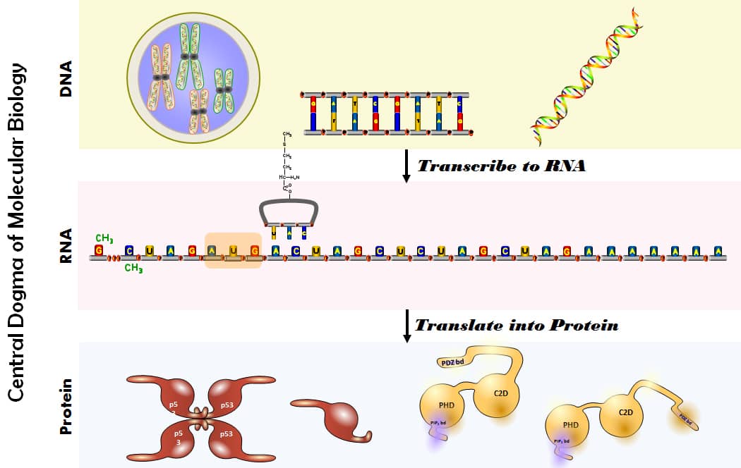 Central Dogma - Flash Talk