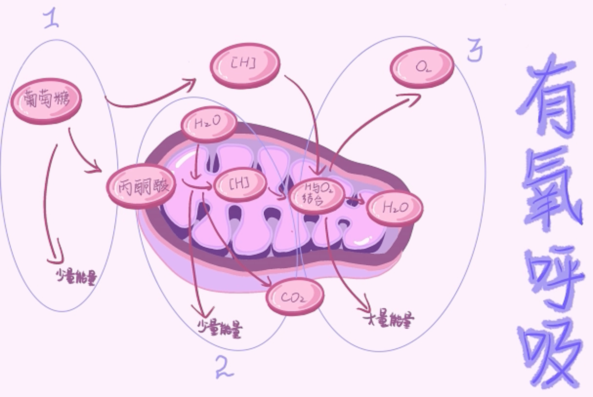 2025-2026细胞呼吸和光合作用的歌曲创作